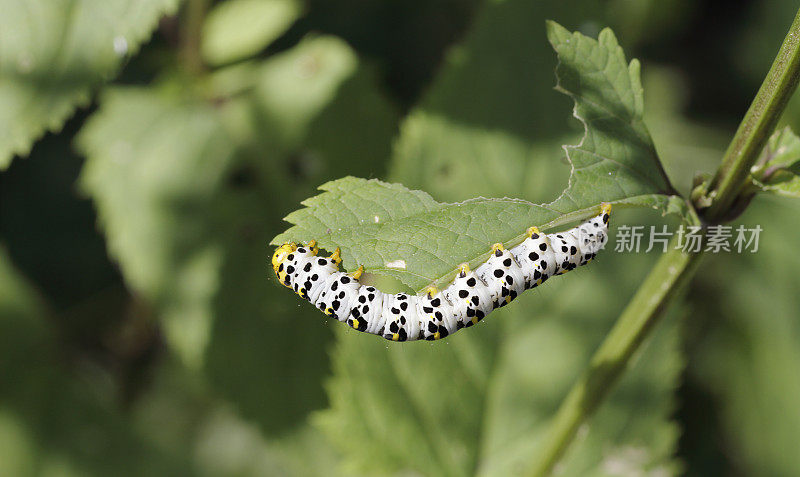 水Betony Moth (Cucullia scrophulariae)毛虫